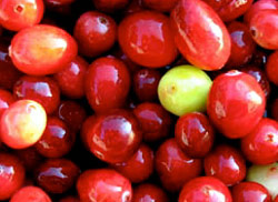 cranberry Frutti rossi