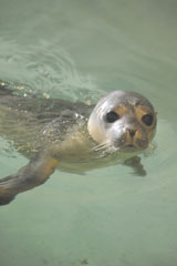 Il cucciolo di foca (Foto: Merlofotografia/Acquario di Genova Costa Edutainment)