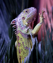 L'iguana viva. Foto di Sebastiano Bontempi