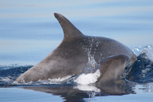 Giovane delfino che nuota insieme alla madre