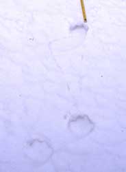 Tracce di lupo sulla neve, dettaglio da foto dell'Archivio Pnam