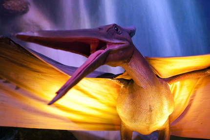 Un esemplare ricostruito di Pteranodon. Credit: Titti Fabozzi