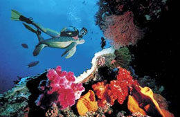 La passione per l'ecologia può fare danni all'ambiente 2 Negli abissi australiani