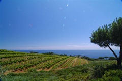 Bacco sbarca sull'Isola d'Elba