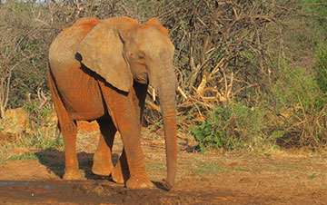 In marcia per gli elefanti
