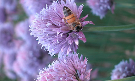 Credit: Erbe in fiore