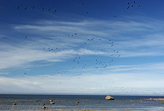 Uccelli in volo sul parco di Lahemaa