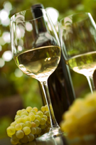 Nei luoghi della vendemmia con un click