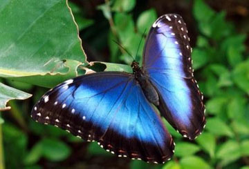 Lo spettacolo delle farfalle blu