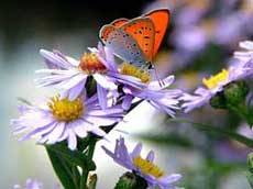 Un week end al Parco del Ticino