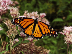 Esemplare di Farfalla Monarca