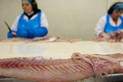 Isola di Borðoy, Klaksvik, Fabbrica per la lavorazione del prodotto ittico (Lucio Rossi/Latitudeslife.com)