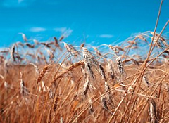 Il farro, cereale millenario 