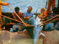 Marsala La pesca del tonno a Favignana