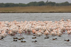 Fenicotteri nell'Oasi di Orbetello (Foto: Fabio Cianchi)