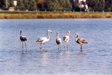 Fenicotteri nei bacini di acqua salata