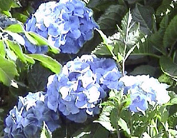 Tripudio di Ortensie a Bolsena 4 Tripudio di Ortensie a Bolsena