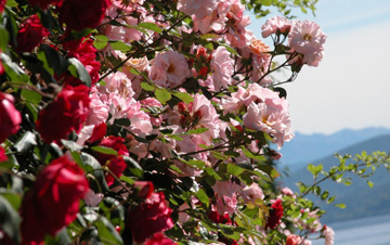 Un tripudio di rose con il lago sullo sfondo