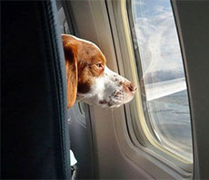 In volo con cane e gatto è più facile