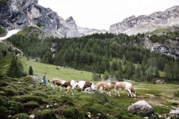 Valle di Ledro mucche in malga