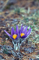 Il fiore Pulsatilla Halleri fotografato a Cogne