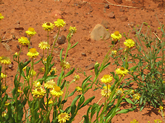 Australia Fiori del "bush"