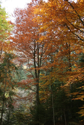 Lo spettacolo del "foliage" in Val Masino 4 Lo spettacolo del "foliage" in Val Masino