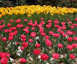 Tulipani nel parco