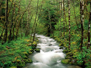 Salvare le foreste si può