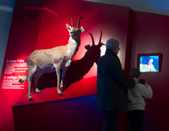 Il Dahu in mostra (Foto: © 2006 Alessandro Zambianchi)