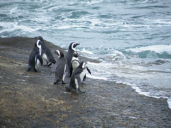 Pinguini di Boulders Beach