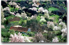 Almendros