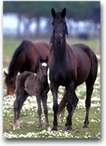 Castiglione Maremma Cavalli maremmani