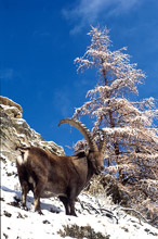 Uno stambecco nel Parco Nazionale del Gran Paradiso (Foto di Luciano Ramires, archivio PNGP)