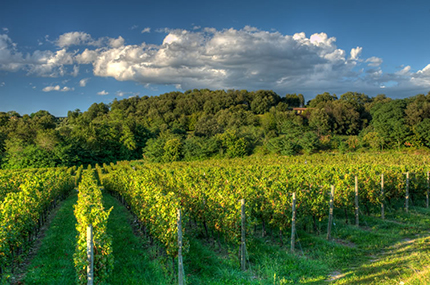 La Franciacorta