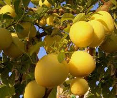 A Firenze cogli la frutta dall'albero