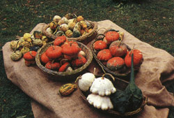 Zucche (Foto: Associazione Castelli del Ducato di Parma e Piacenza)