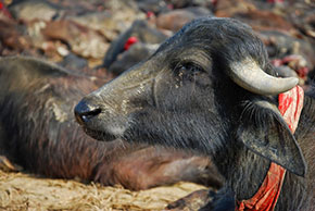 Festival di Gadhimai, salviamo gli animali dal sacrificio