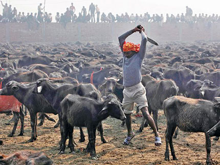 Festival di Gadhimai, salviamo gli animali dal sacrificio