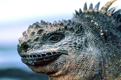 Natura da fotografare alle Galapagos