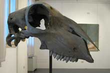 Quentin Garel. Pennuti, bovini e altri animali