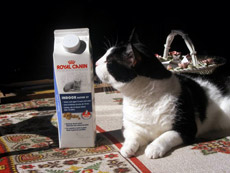 C'è trippa per gatti...