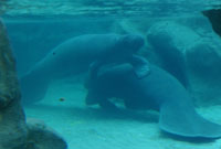 I nuovi ospiti dell'Acquario di Genova