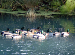 Biodiversità nella riserva del Ciane