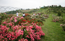 Il Museo Giardino della Rosa Antica di Montagnana