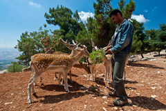 Giordania verde Caprioli ospiti della riserva 