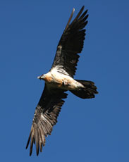 Gipeto in volo (Archivio Lipu - Foto di Michele Mendi)