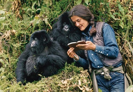 La ricercatrice Dian Fossey accanto ai suoi amati gorilla