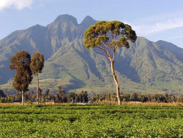 Il Parco Nazionale dei Vulcani in Ruanda