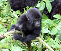 Un cucciolo di gorilla (Foto: E. Maffia)